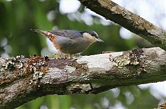 Giant Nuthatch